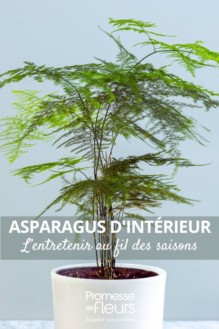 Indoor Asparagus: How to Care for It Season by Season Asparagus sprengeri