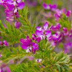 How to pair Polygala?