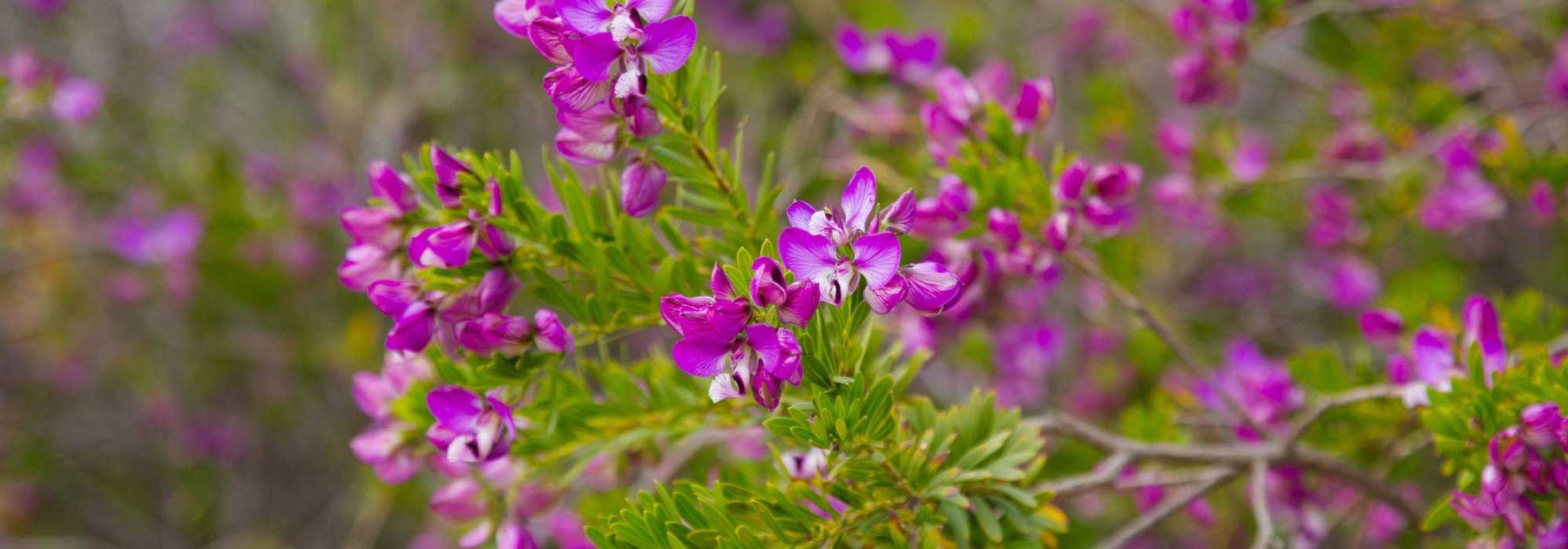 How to pair Polygala?