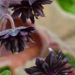 How to combine black-flowered perennials?
