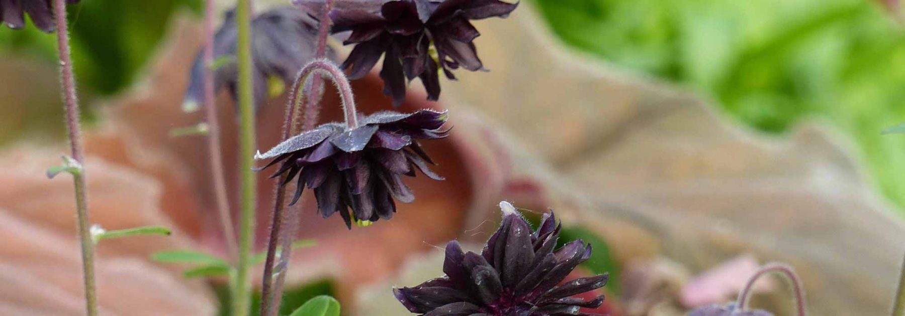 How to combine black-flowered perennials?