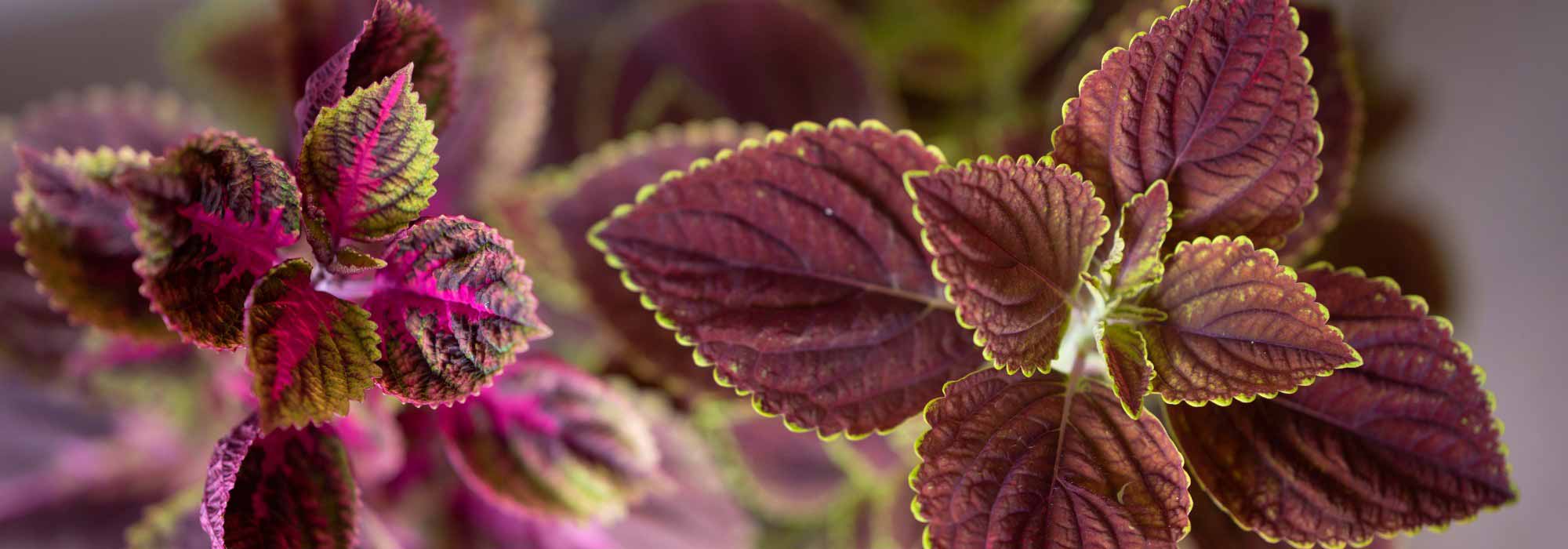 Coleus: Growing and Caring for It Indoors