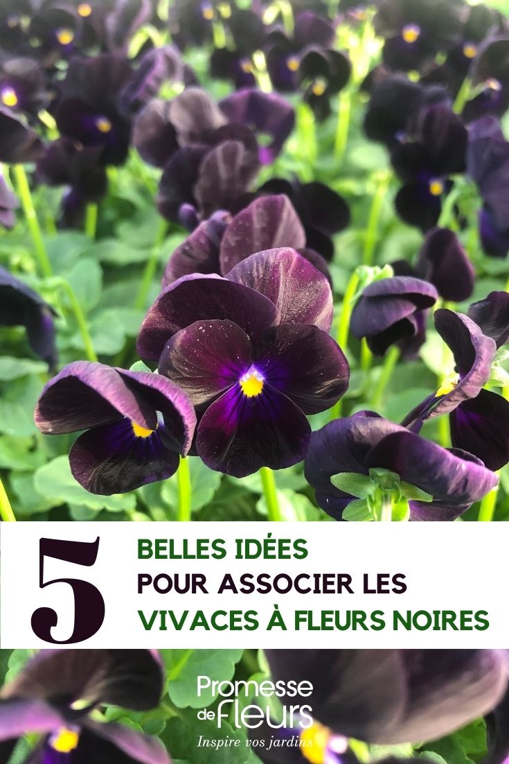 How to Pair Black-Flowered Perennials Viola Sorbet Black Delight