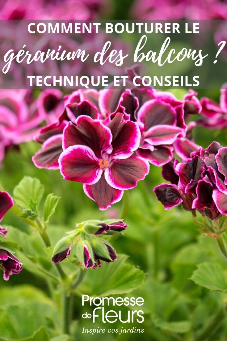 Pelargonium flowers
