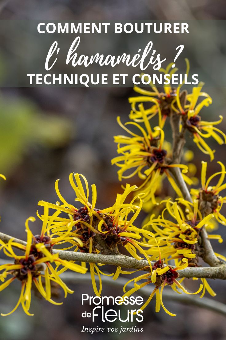 yellow flowers of witch hazel