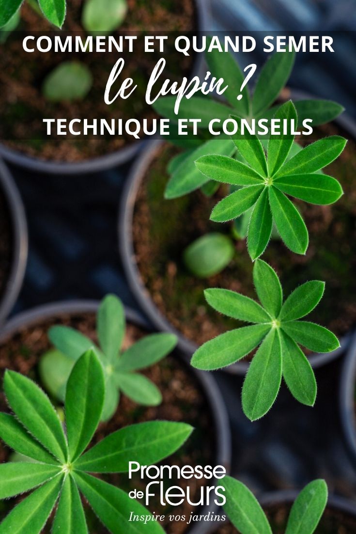 Succeed with Your Lupin Seedlings Thanks to Our Tips