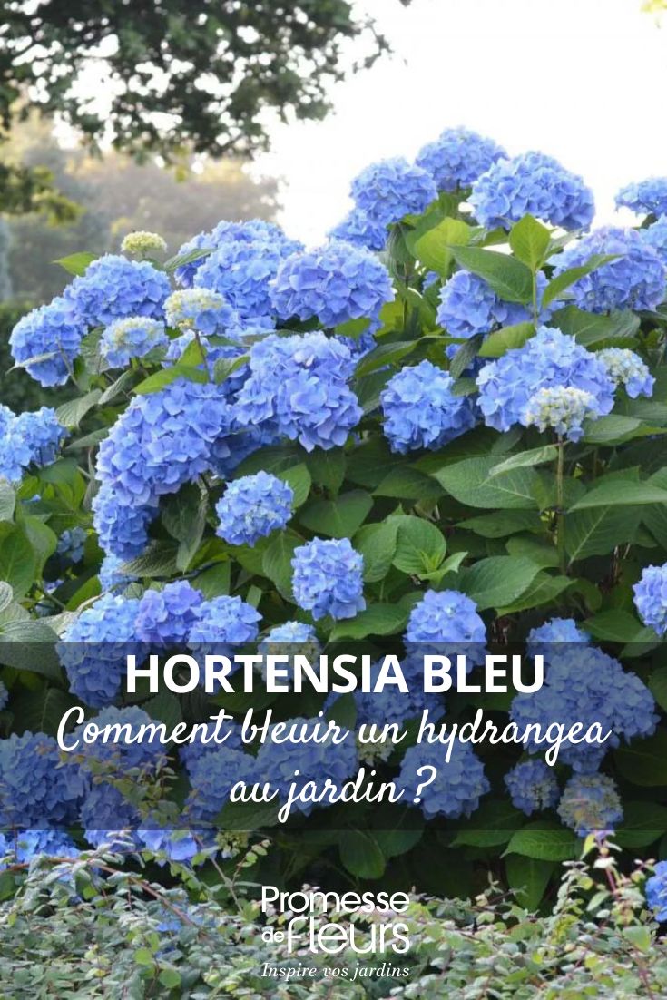 blue-flowered hydrangea