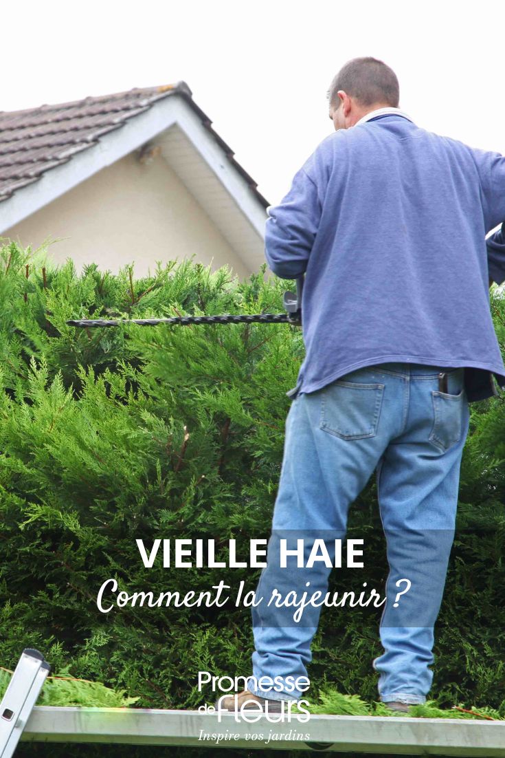 How to rejuvenate an old hedge maintaining an old hedge
