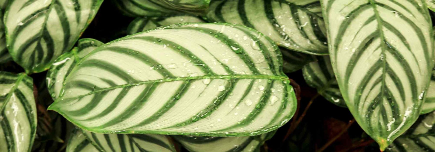 Ctenanthe: Planting, Growing and Caring for Your Plant