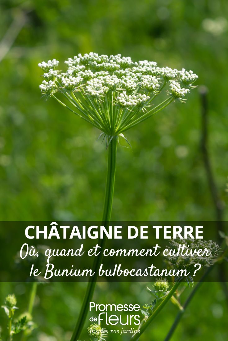 Growing the Earth Chestnut: Where, When, and How (1) Bunium bulbocastanum