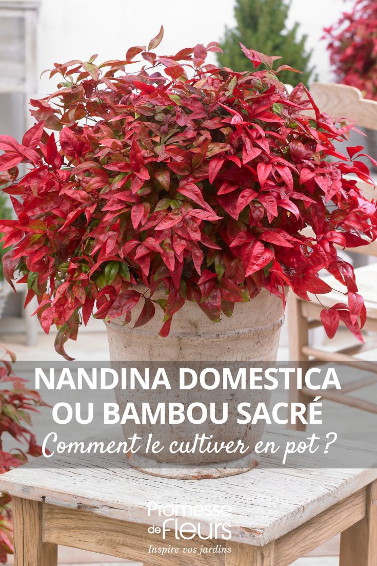 Growing a Nandina or Sacred Bamboo in a Pot: All Our Tips a Nandina domestica in a pot