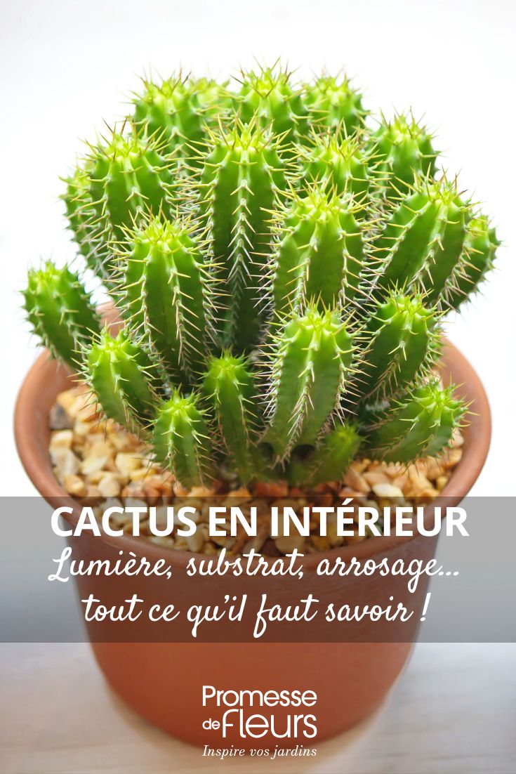 caring for potted cacti