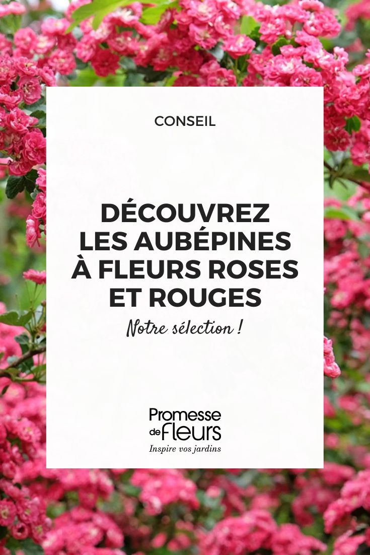 Hawthorn - Crataegus laevigata 'Paul's Scarlet'