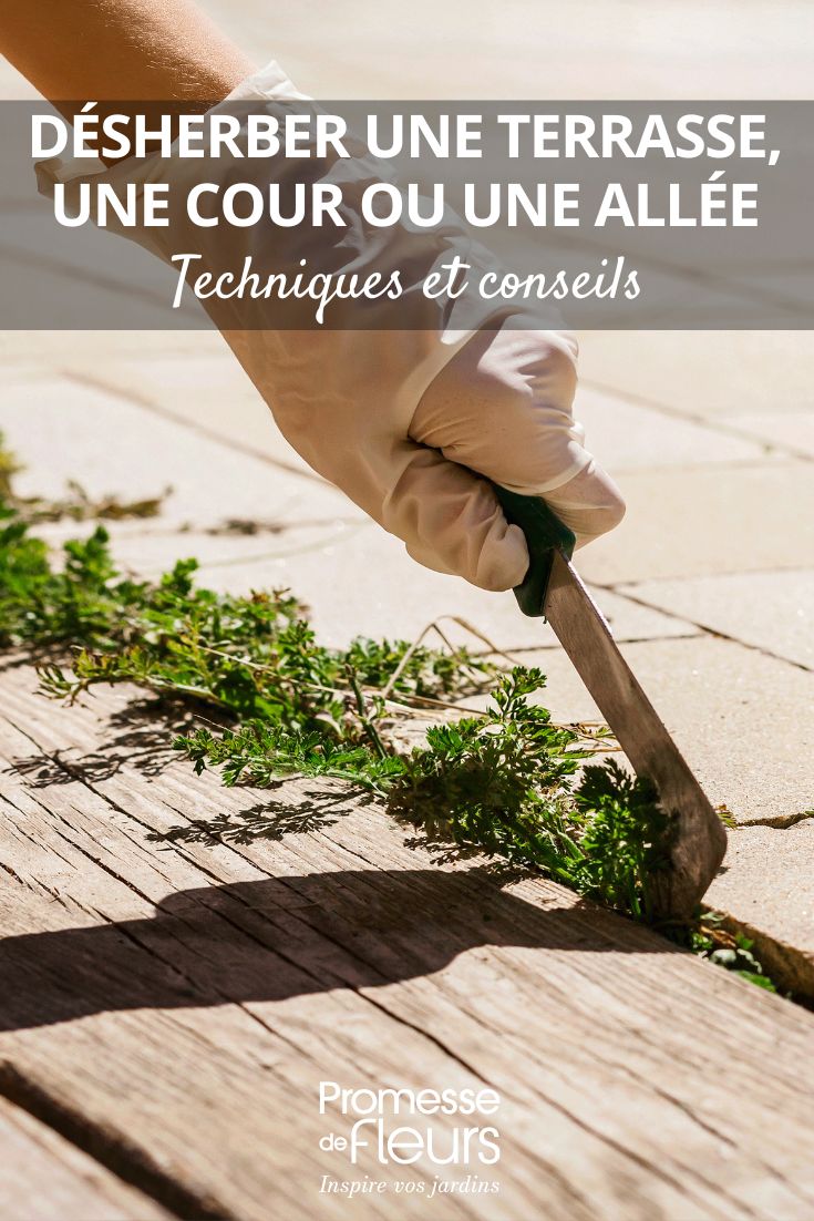 Weeding a patio, courtyard or driveway – our tips removing weeds from paths, terraces and paved areas