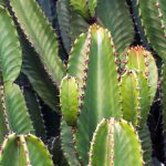 Cactus Spurge: Planting, Growing and Caring