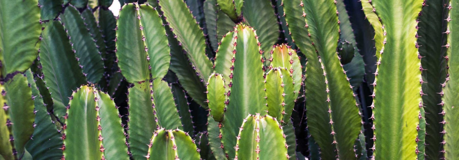 Cactus Spurge: Planting, Growing and Caring