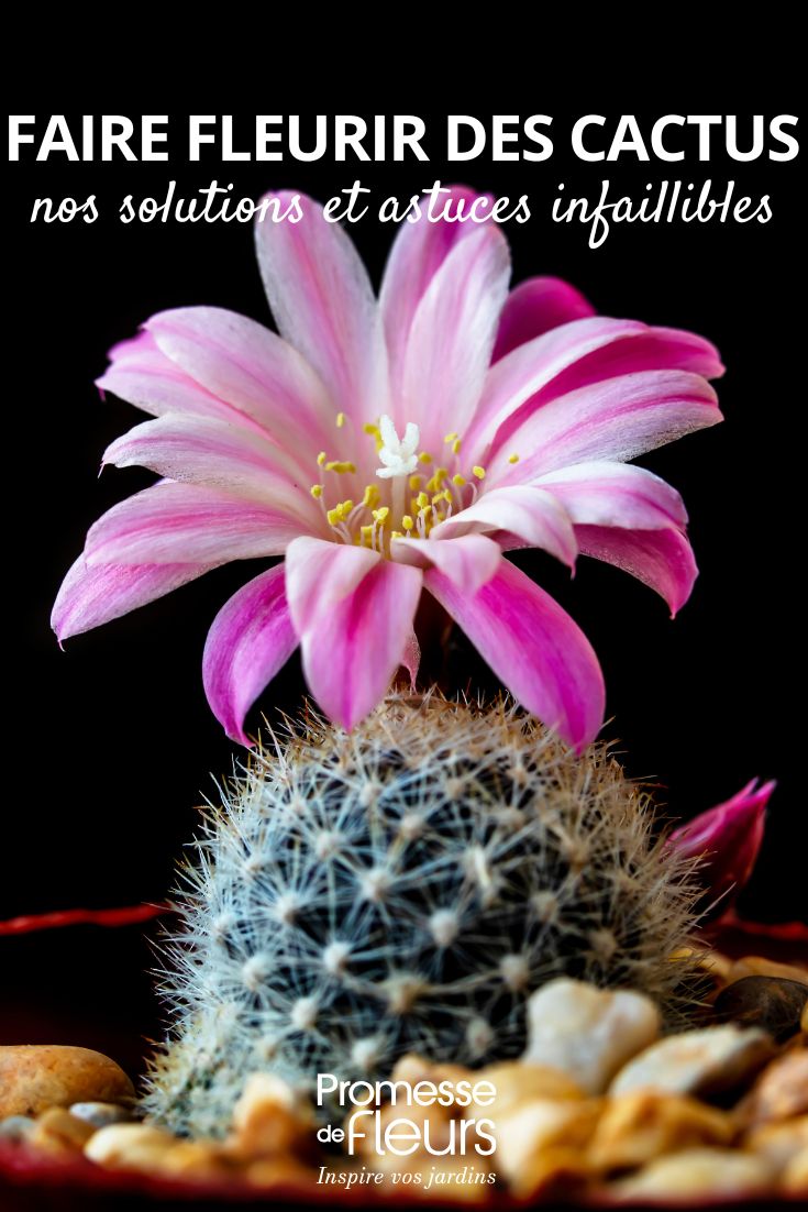 Getting Cacti to Bloom: Our Foolproof Solutions and Tips our tips for making cacti bloom