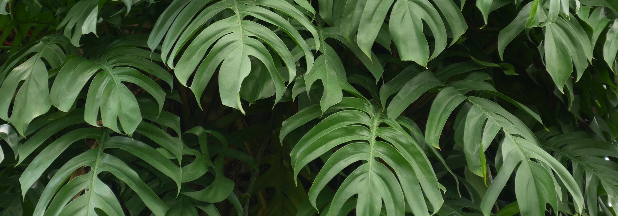 Monstera: growing and caring