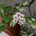 Hoya, Porcelain Flower: Cultivation and Care