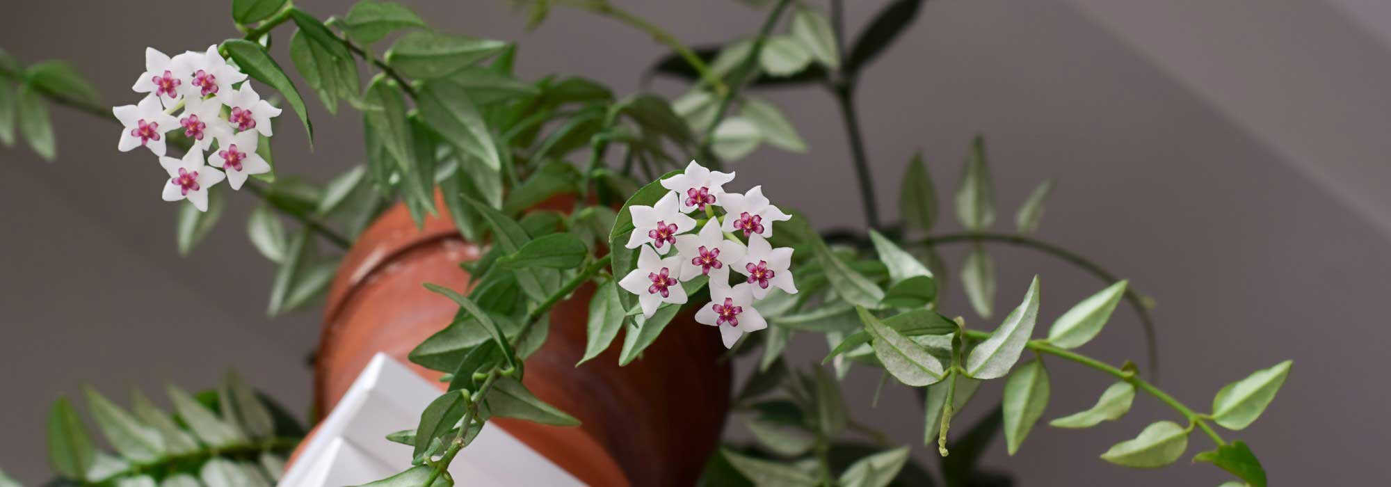 Hoya, Porcelain flower : cultivation and care