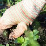Beginner Gardening: How to Weed Easily and Without Chemicals?
