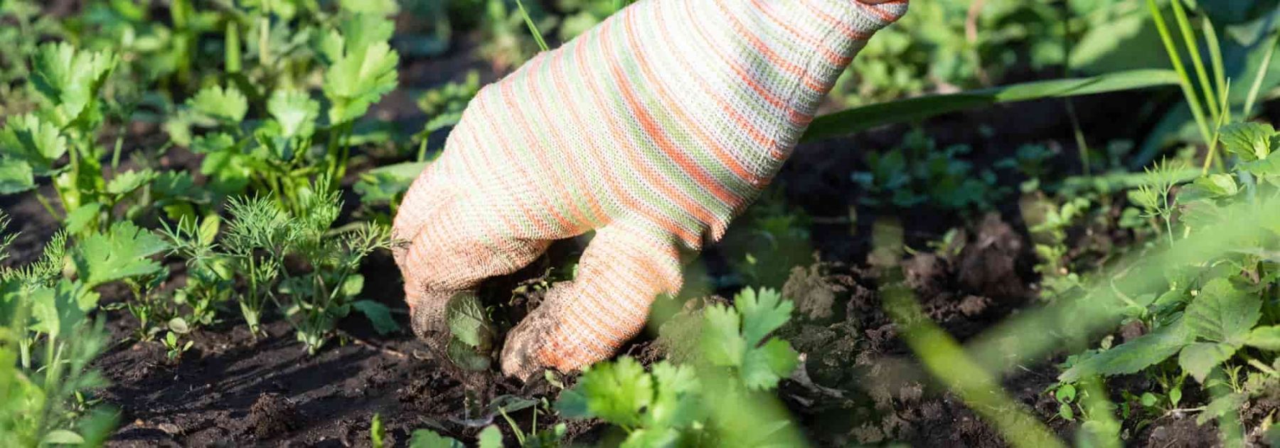 Beginner Gardening: How to Weed Easily and Without Chemicals?