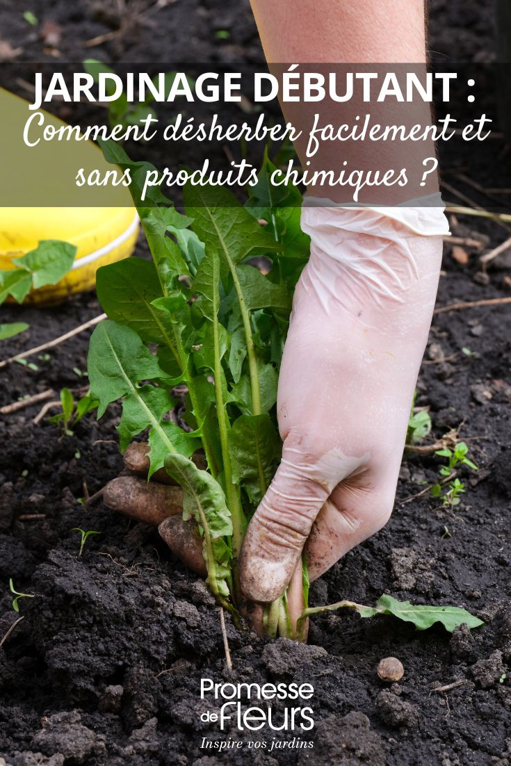 Beginner Gardening: How to Weed Easily and Without Chemicals 2 Pulling up weeds: our advice
