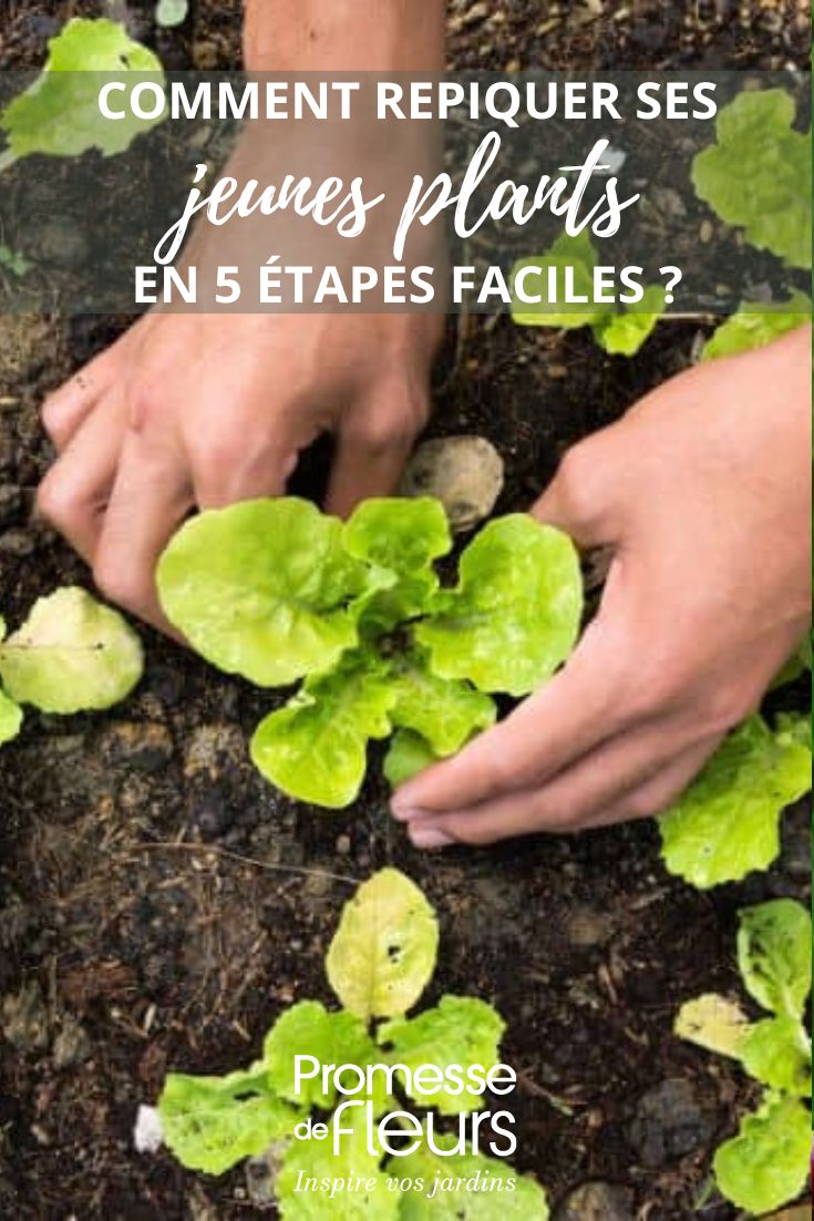 transplanting lettuces in the garden