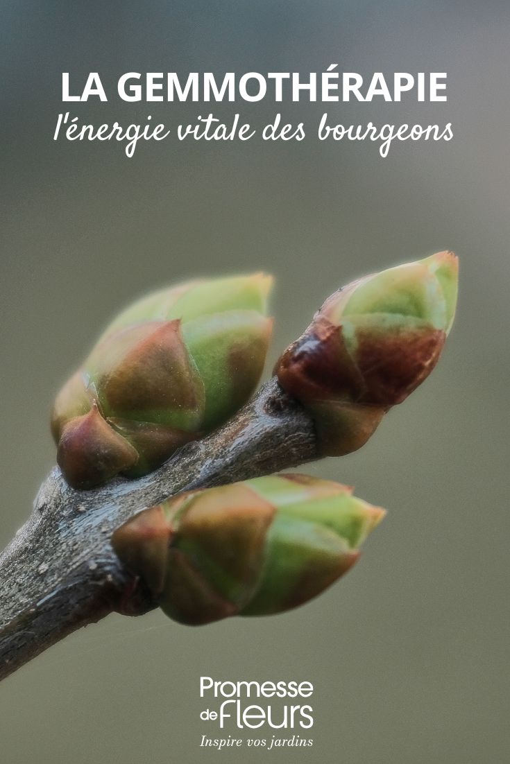 Gemmotherapy: The Vital Energy of Buds The Benefits of Buds