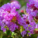 Growing Indian Lilac (Lagerstroemia) Successfully in Containers