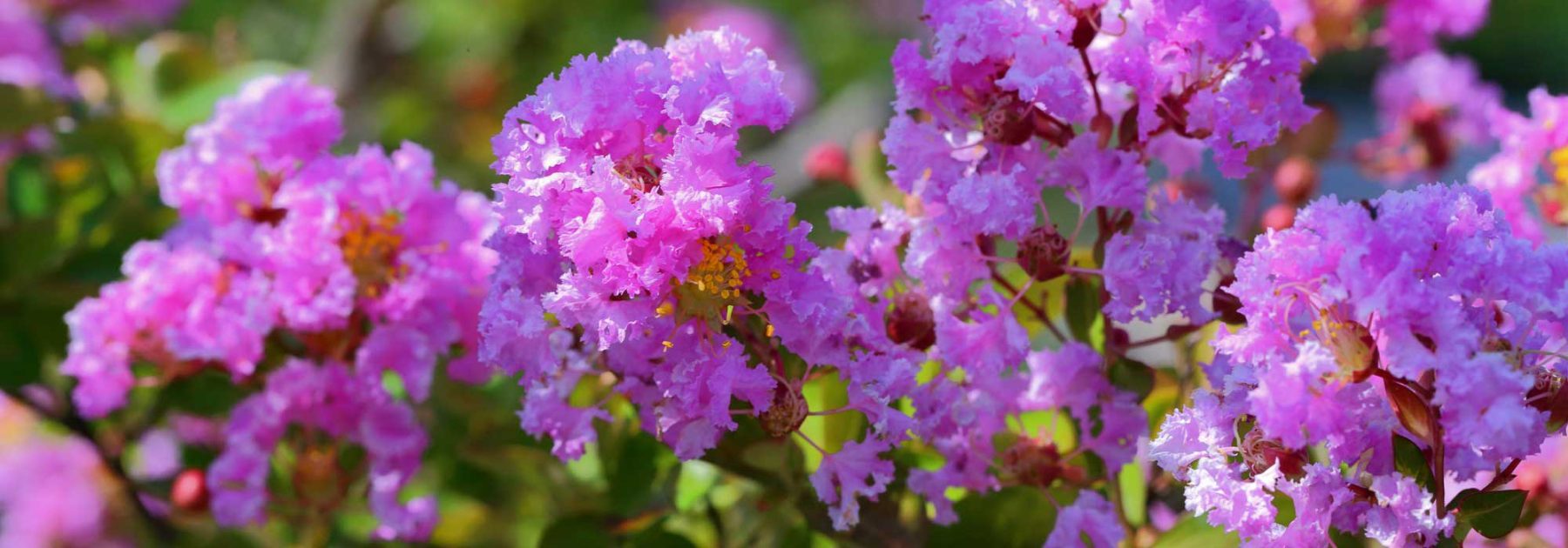 Growing Indian Lilac (Lagerstroemia) Successfully in Containers