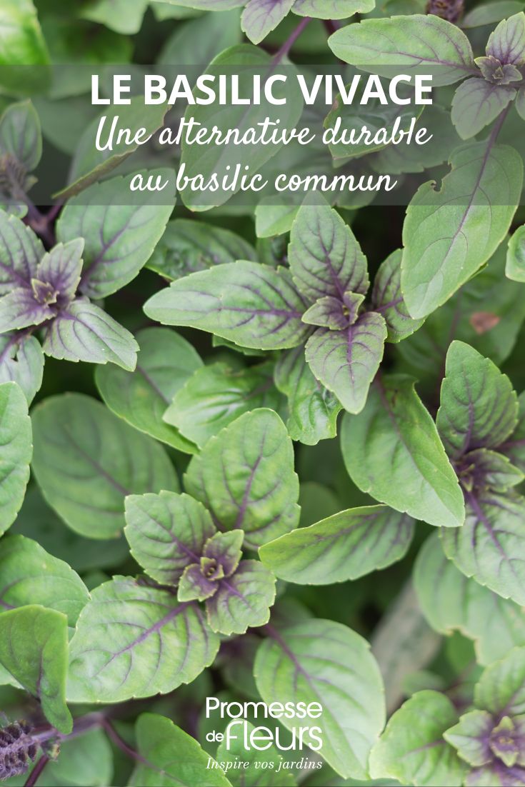 Perennial Basil: A Sustainable Alternative to Common Basil Ocimum kilimandscharicum