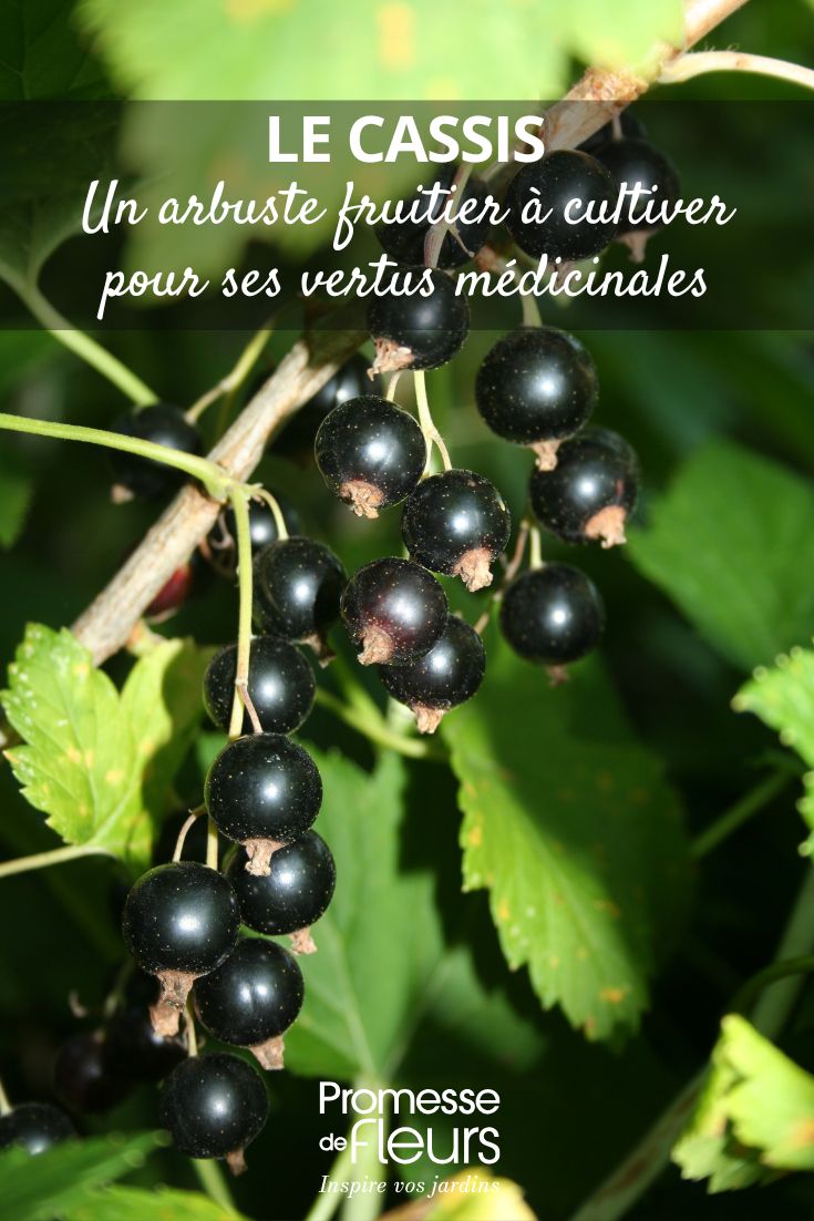 The Blackcurrant: A Fruit Bush to Grow for Its Medicinal Properties blackcurrant bush