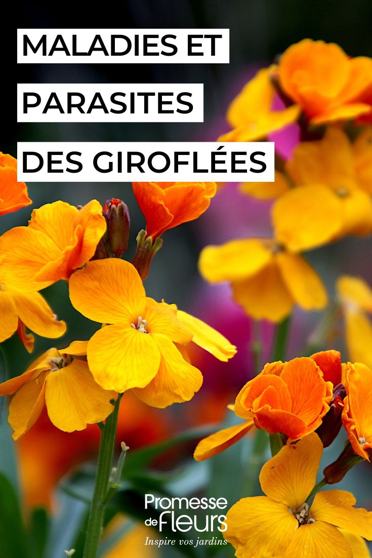 Diseases and Pests of Wallflowers Caring for Wallflowers