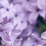 What to plant in clay-limestone soil? Tips and suitable plants
