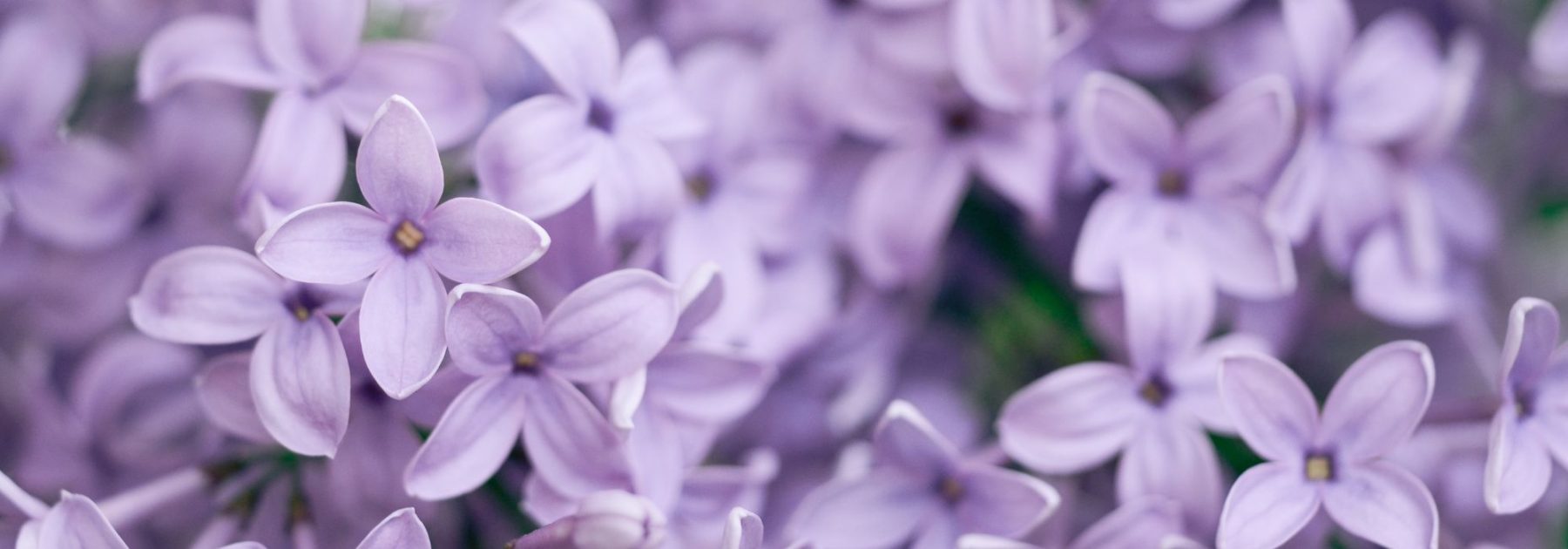 What to plant in clay-limestone soil? Tips and suitable plants