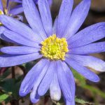 Diseases and Parasitic Pests of Anemones