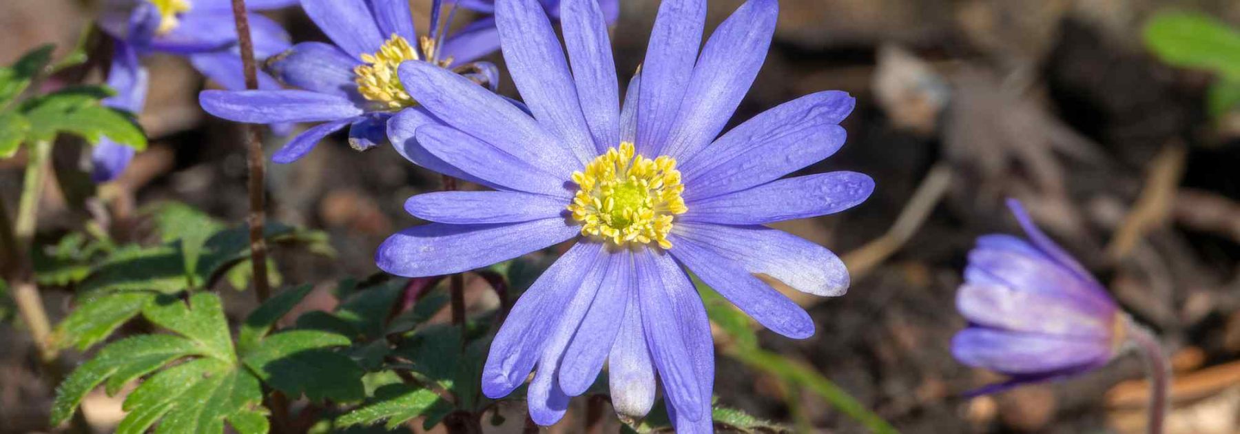 Diseases and Parasitic Pests of Anemones