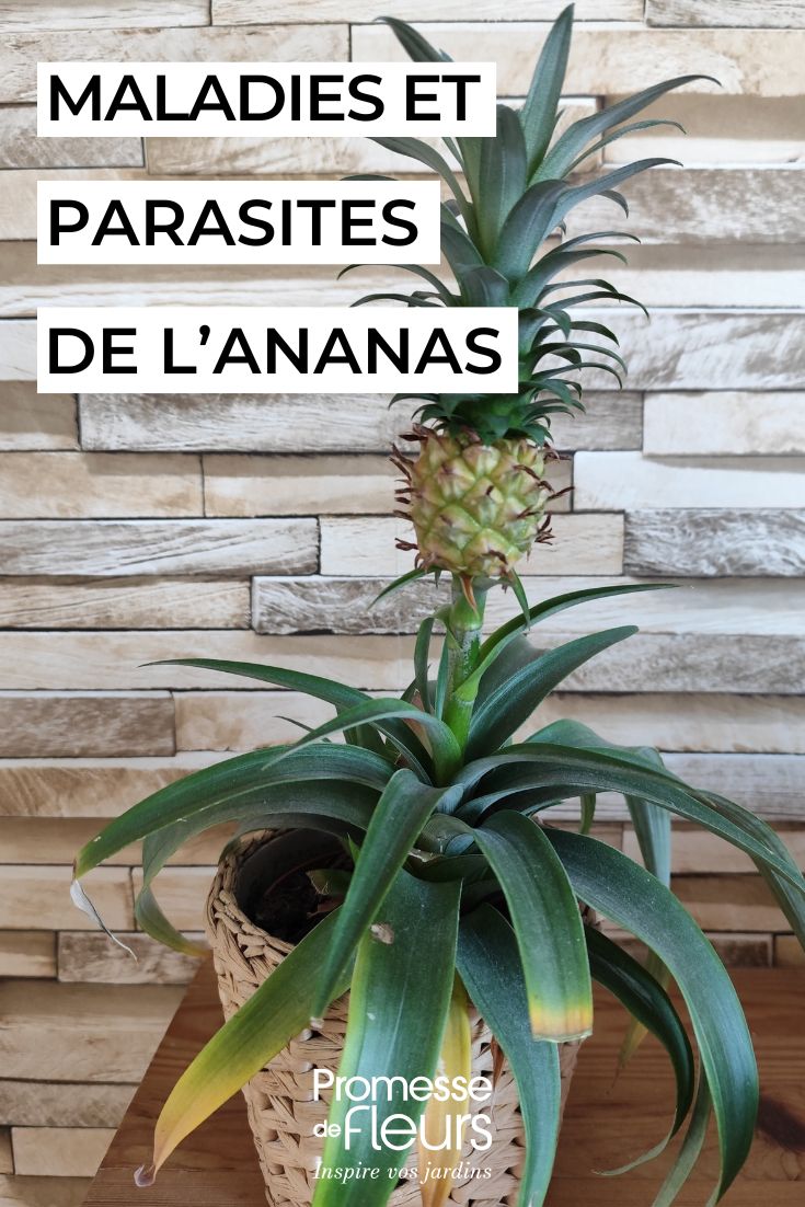 Pineapple (Ananas comosus)