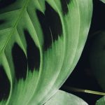 Maranta - Prayer Plant: Growing and Care