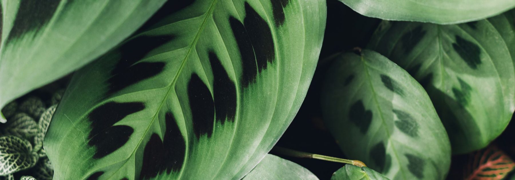 Maranta - Prayer Plant: Growing and Caring