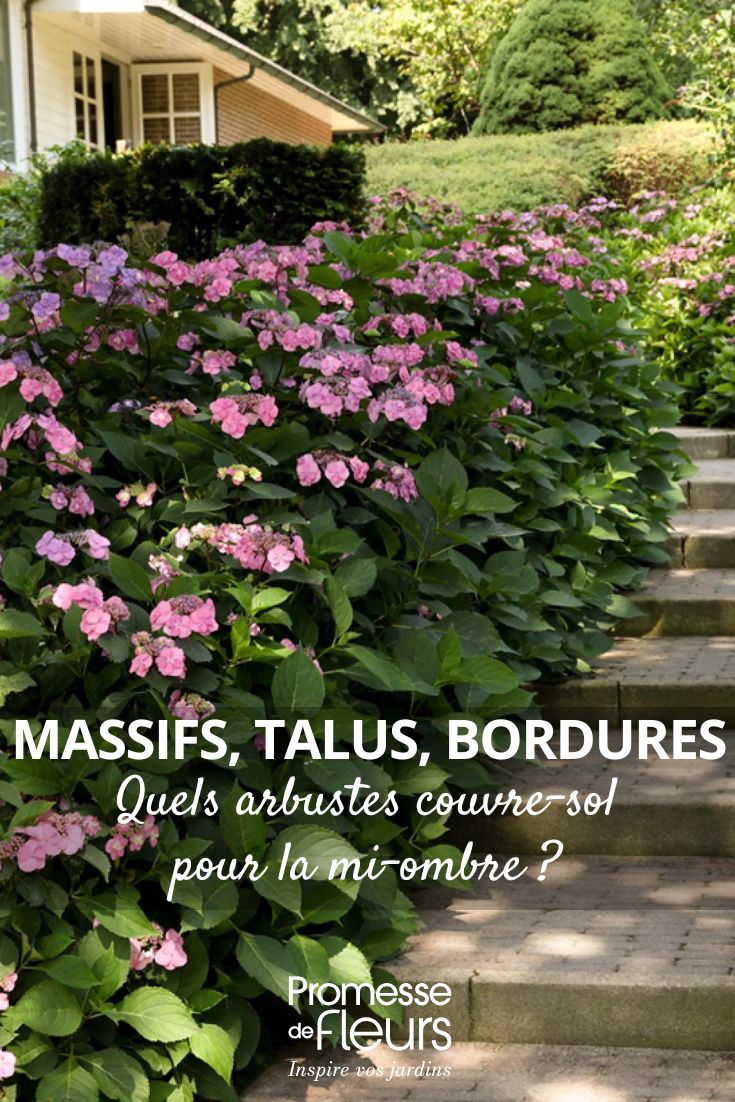 Beds, slopes, borders: which ground-cover shrubs for partial shade? hydrangea