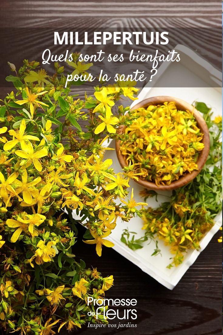 St John's Wort: What Are Its Health Benefits? Hypericum perforatum