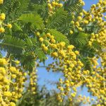 Why Isn't My Mimosa Flowering? 6 Common Causes and Their Solutions