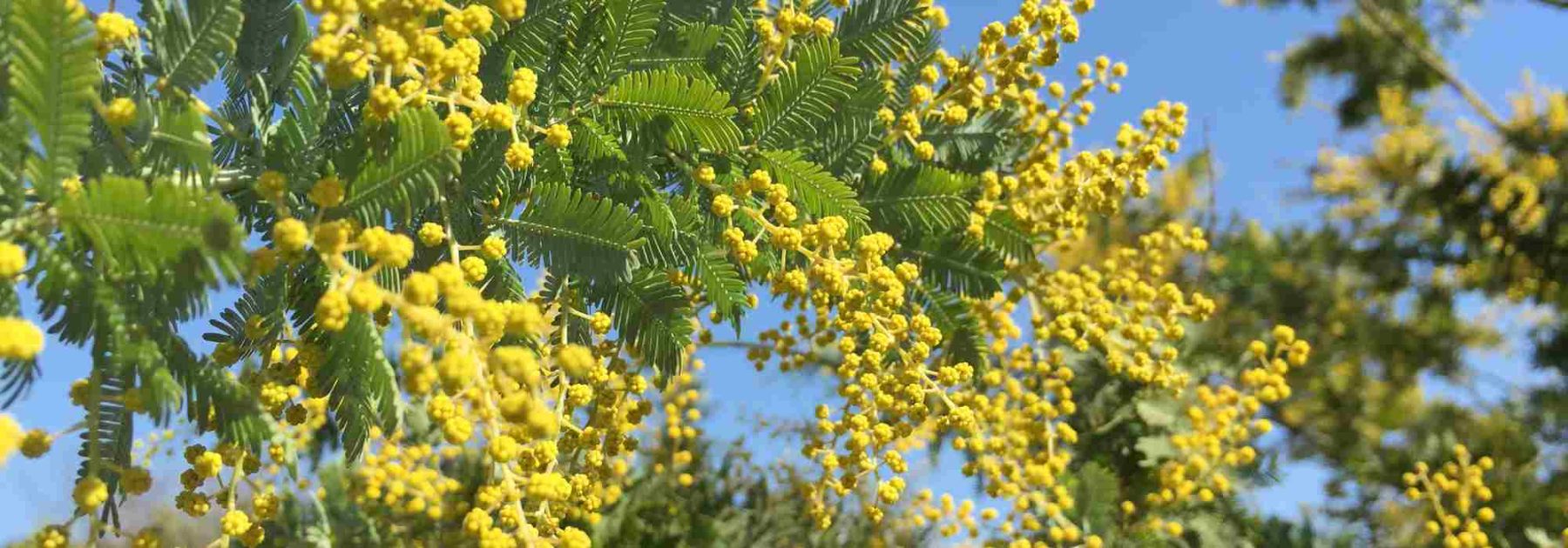 Why Isn't My Mimosa Flowering? 6 Common Causes and Their Solutions
