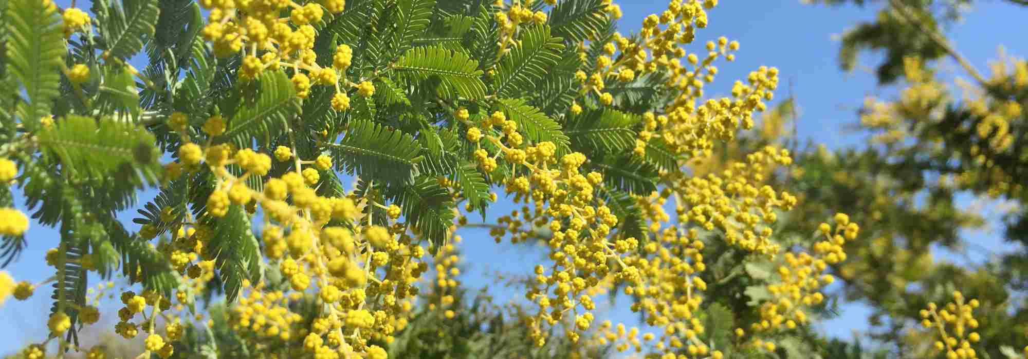 Why isn't my Mimosa flowering? 6 common causes and their solutions