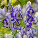 How to propagate Aconitum?