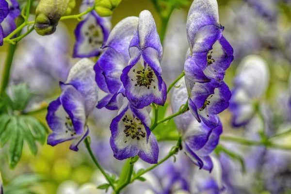 How to propagate Aconite?