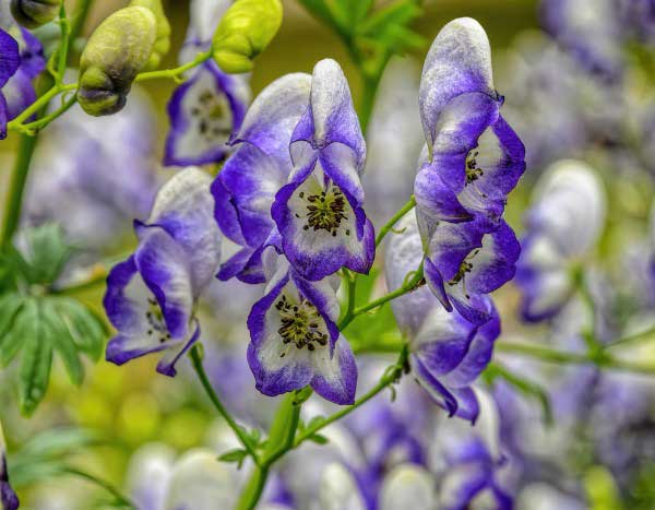 How to propagate Aconite?