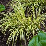 How to propagate Acorus by dividing its rootstock?
